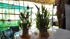 Lucky Bamboo Plant in Designer Glass Pot