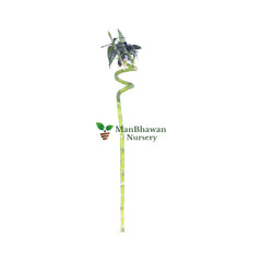 buy online spiral bamboo stick online at lowest price