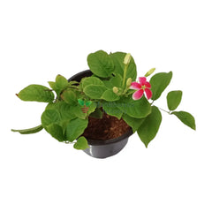 Madhu Malti / Rangoon Creeper Plant