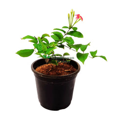 Madhu Malti / Rangoon Creeper Plant