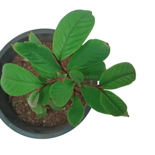 Mahogany Tree