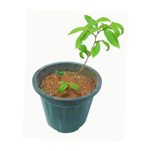 Mahogany Tree