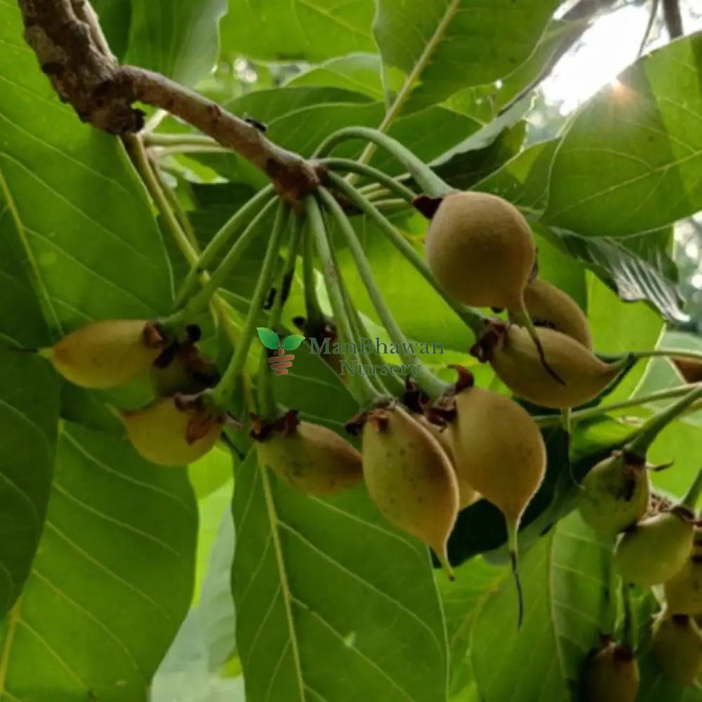 Mahua Tree
