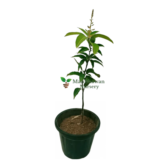Mango All Time Plant