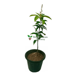 Mango All Time Plant