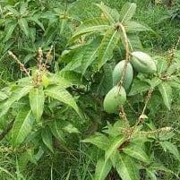 Mango All Time Plant