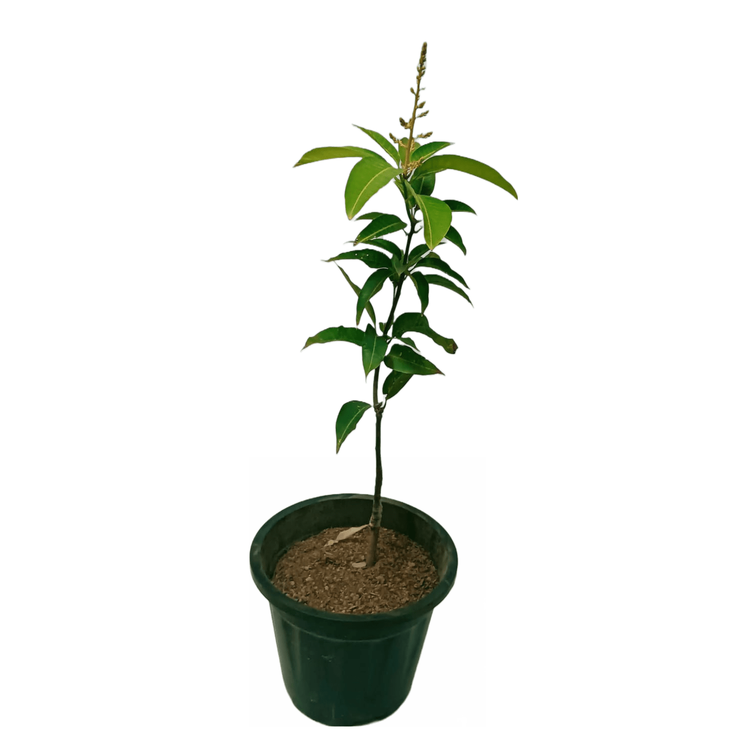 Mango All Time Plant