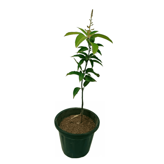Mango All Time Plant
