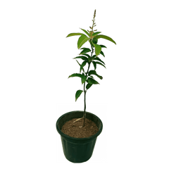 Mango All Time Plant