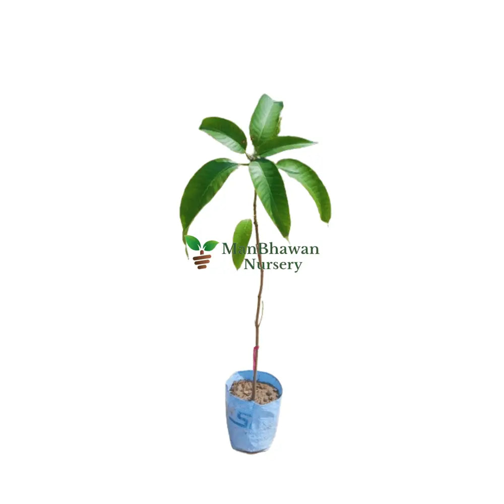 Mango Chausa Plant