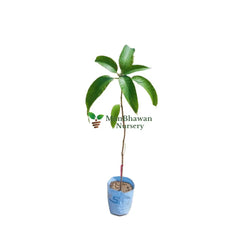 Mango Chausa Plant