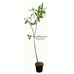 Mango Dashari Plant