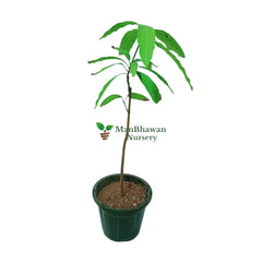 Mango Himsagar Plant
