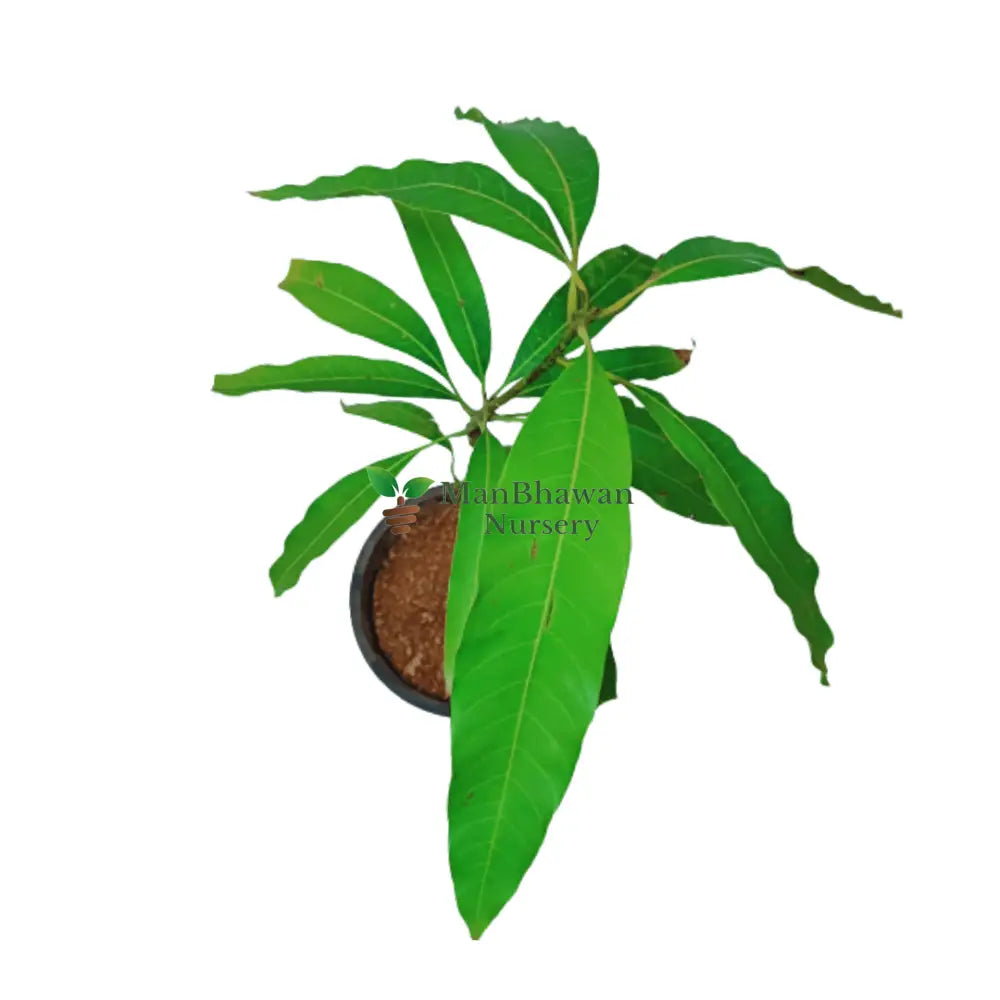 Mango Himsagar Plant