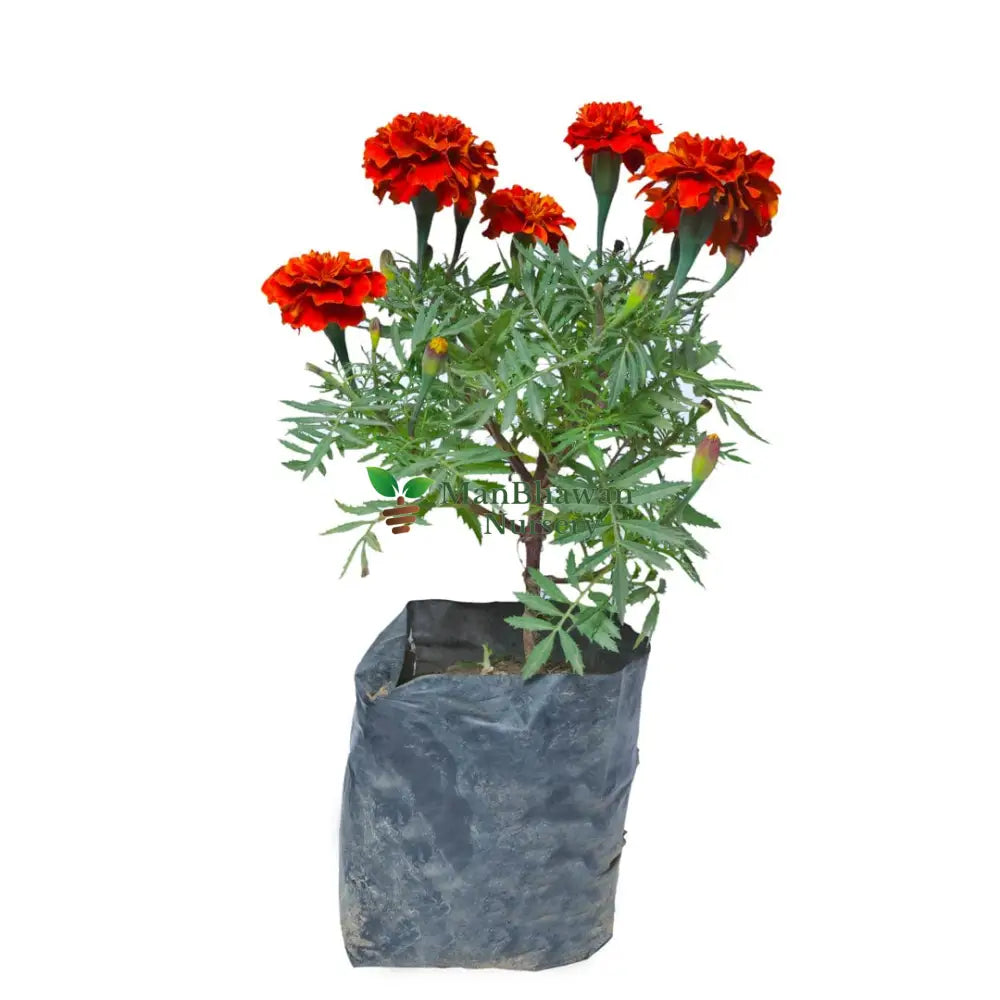Marigold Multicolor Plant Red