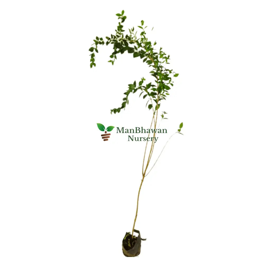 mehandi plat for sale, henna tree, buy online mehandi art plant, new henna plant, best mehandi plant near you