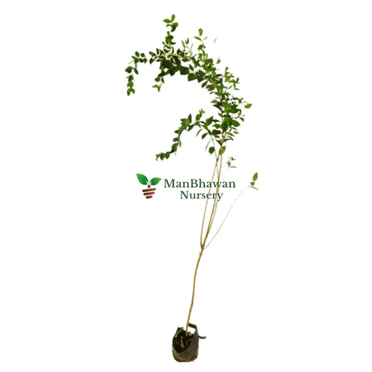 mehandi plat for sale, henna tree, buy online mehandi art plant, new henna plant, best mehandi plant near you