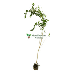 mehandi plat for sale, henna tree, buy online mehandi art plant, new henna plant, best mehandi plant near you