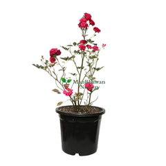 Miniature Rose with Pot