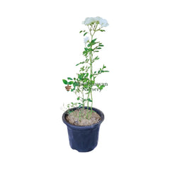 buy online white miniature rose at ManBhawan Nursery