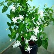 White Jasmine Plant