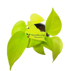 Money Plant Golden 4 Inch Pot