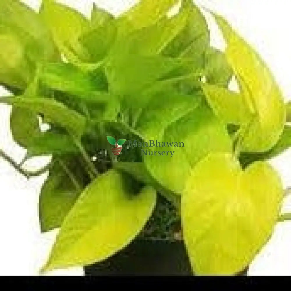 Money Plant Golden in Square Top Ceramic Pot
