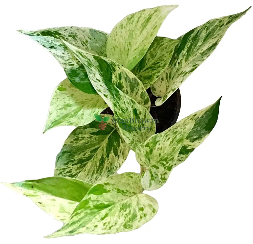 Money Plant Marble Queen