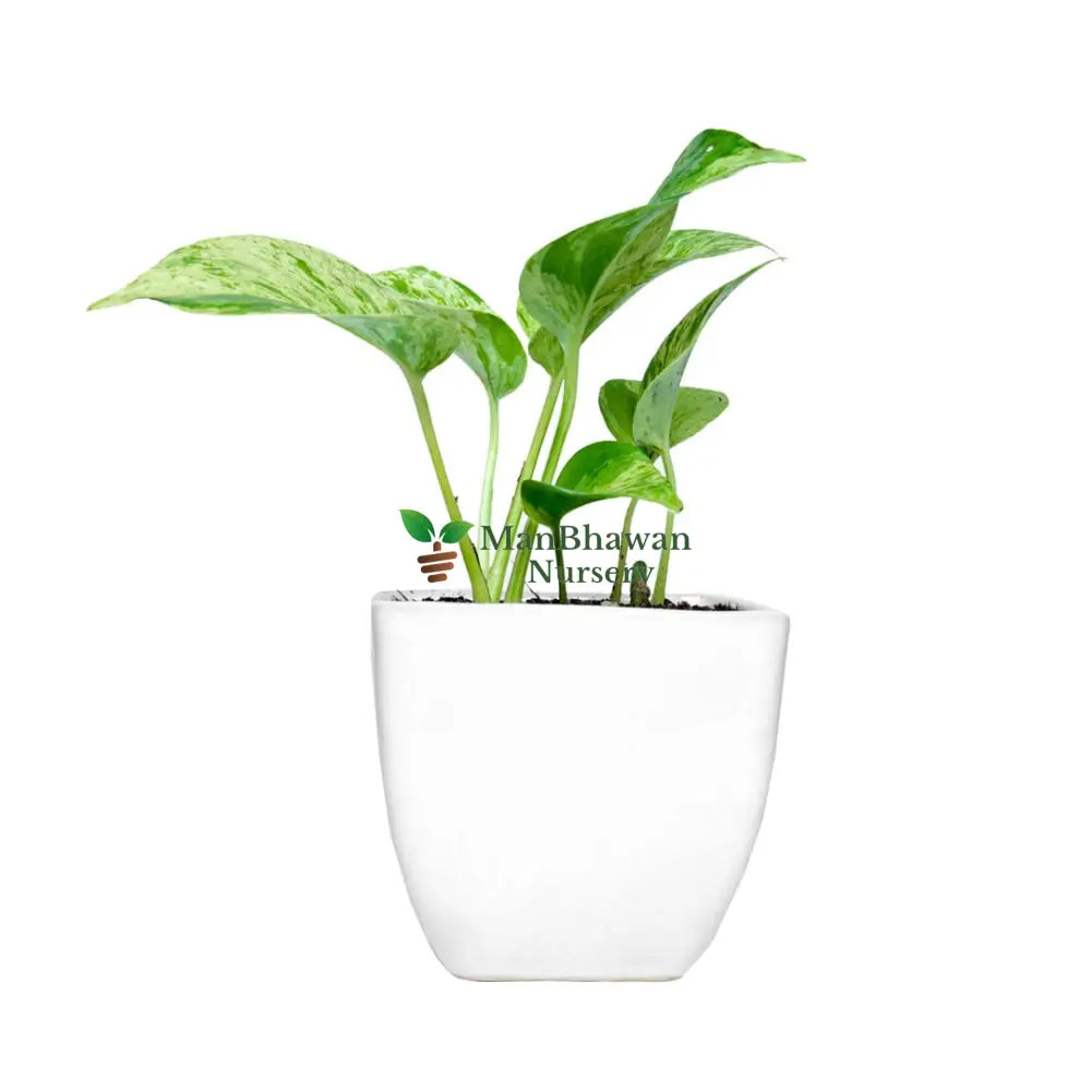 Money Plant Marble Queen in Square Top Ceramic Pot