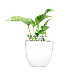 Money Plant Marble Queen in Square Top Ceramic Pot