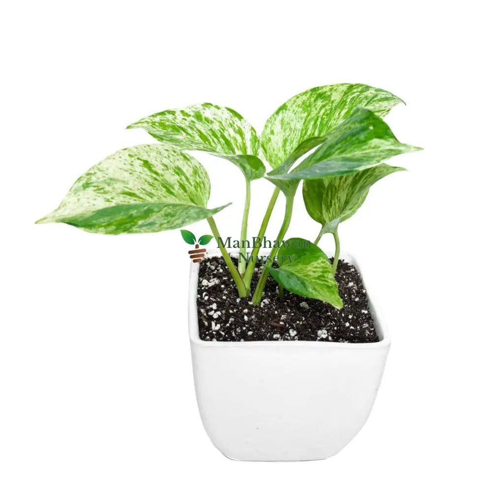 Money Plant Marble Queen in Square Top Ceramic Pot