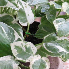 Money Plant Pearl Jade