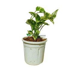 Money Plant Pearl Jade