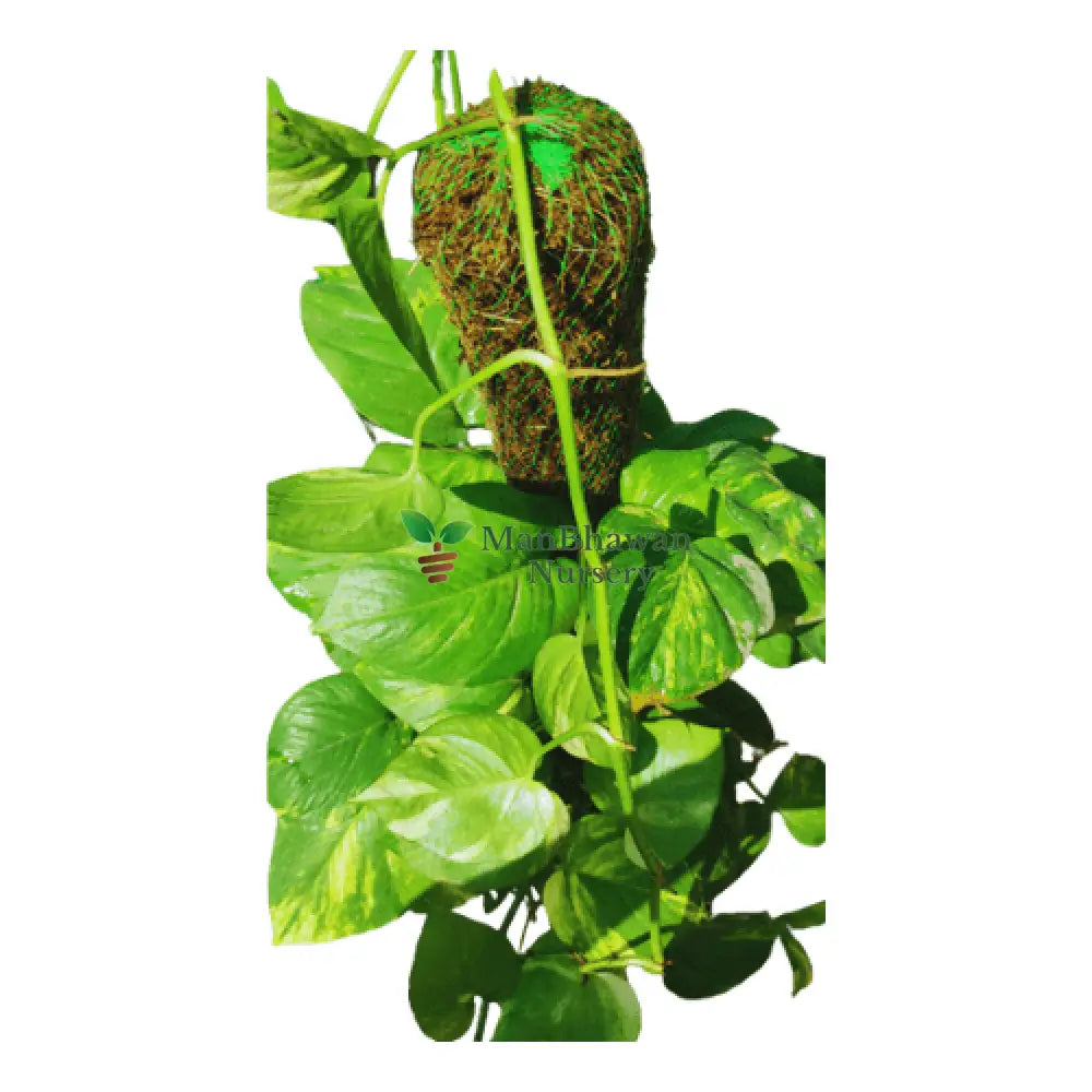 Money Plant with 10 Inch Pot