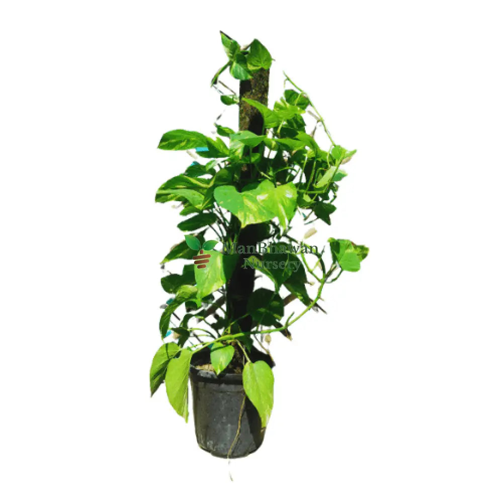 Money Plant with 10 Inch Pot