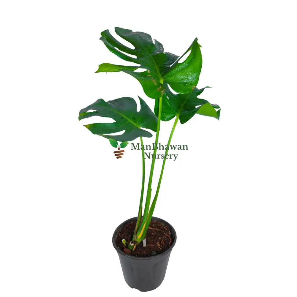 Monstera Deliciosa / Swiss Cheese Plant