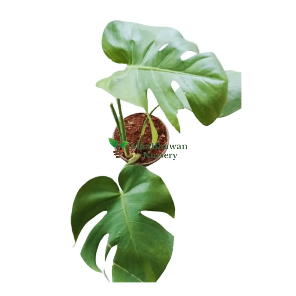 Monstera Deliciosa / Swiss Cheese Plant