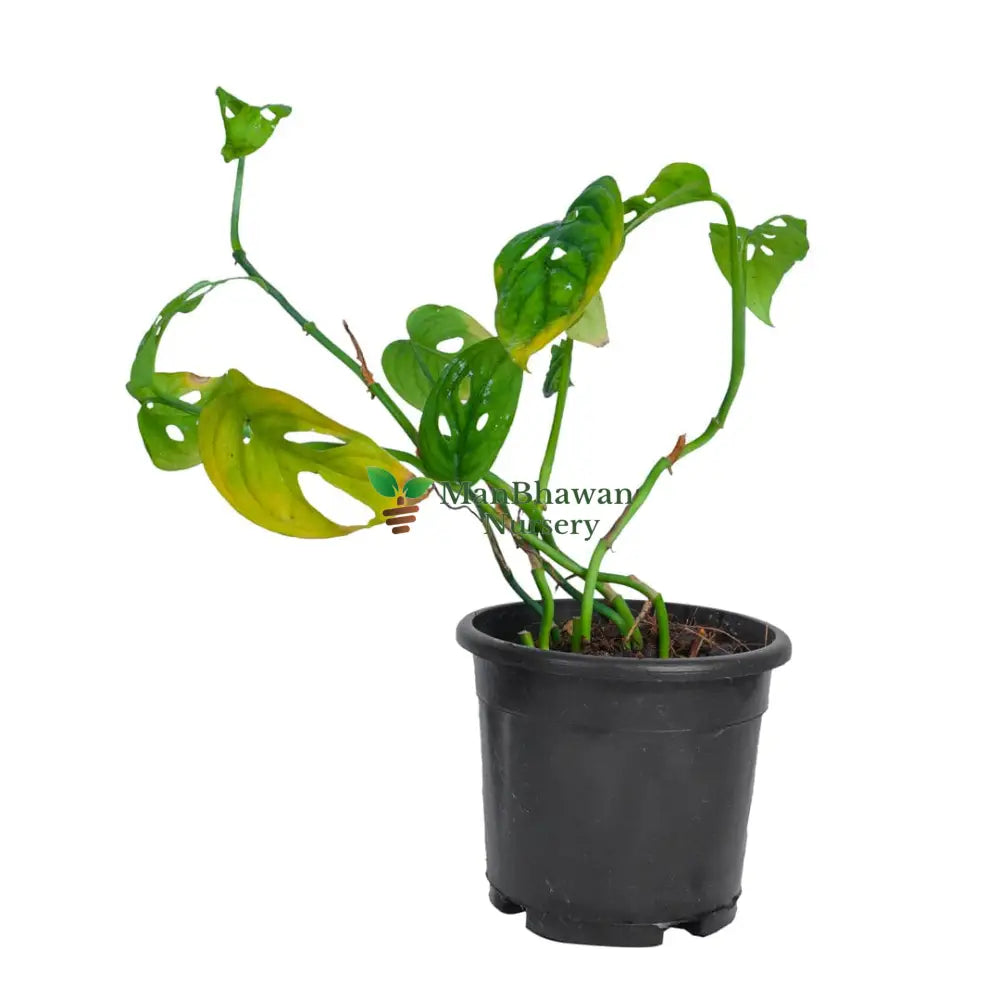Monstera Plant 4 Inch Pot