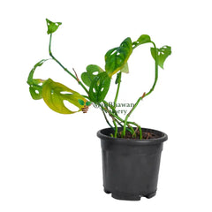 Monstera Plant 4 Inch Pot