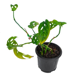 Monstera Plant 4 Inch Pot