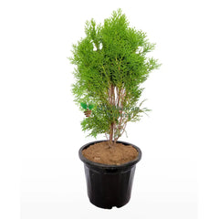 Morpankhi Thuja Compacta with Pot