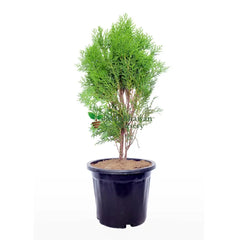 Morpankhi Thuja Compacta with Pot