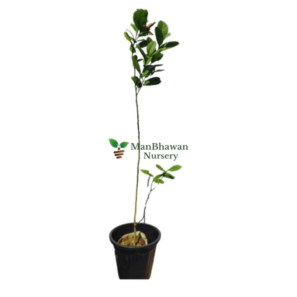 Mosambi Tree