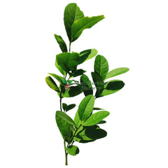 Mosambi Tree