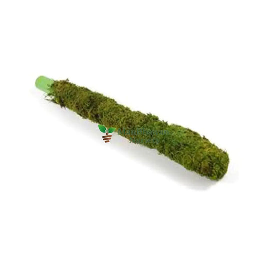 Moss Stick Money Plant