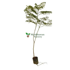 Neel Mohar Jacaranda Mimosifolia - Plant