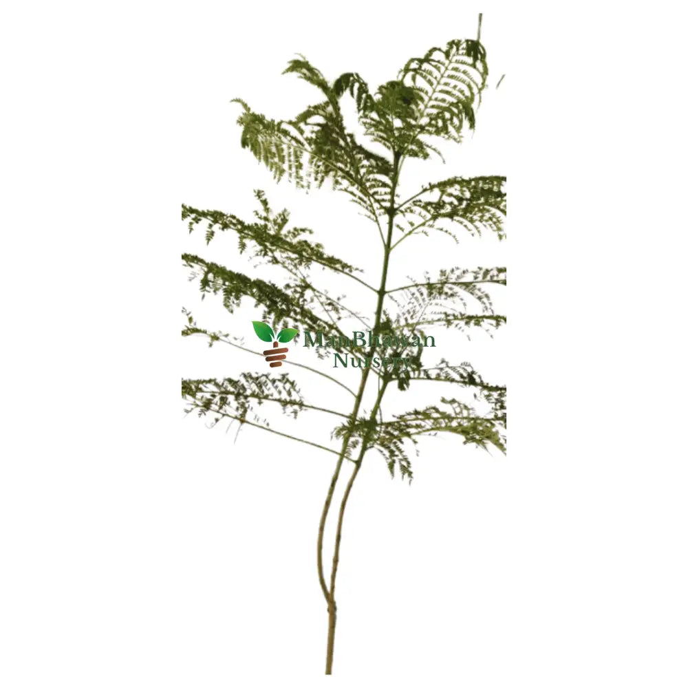 Neel Mohar Jacaranda Mimosifolia - Plant