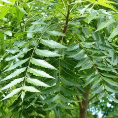 Neem Tree
