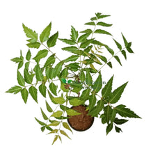 Neem Tree