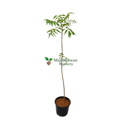 Neem Tree
